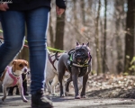DOGTREKING z Wild Dogs Team 41