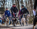 DOGTREKING z Wild Dogs Team 44