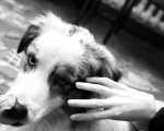 Dogoterapia 23