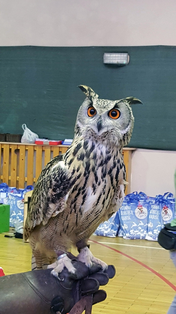 Swiateczna Bombka 24