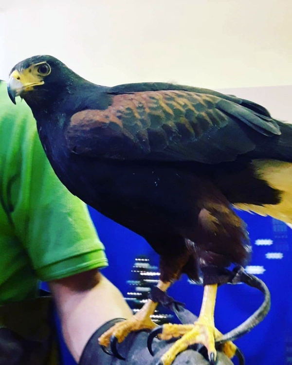 Swiateczna Bombka 36