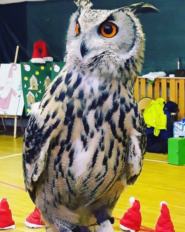 Swiateczna Bombka 37