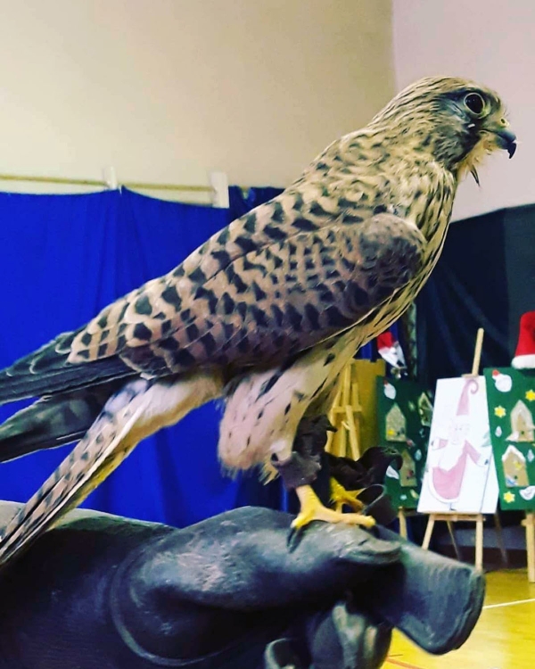 Swiateczna Bombka 38