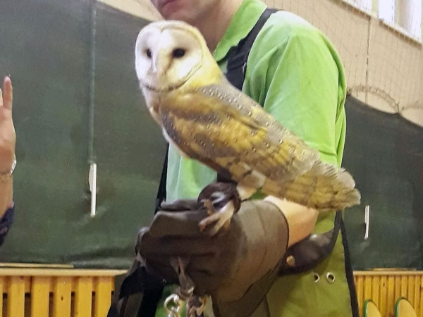 Swiateczna Bombka 41